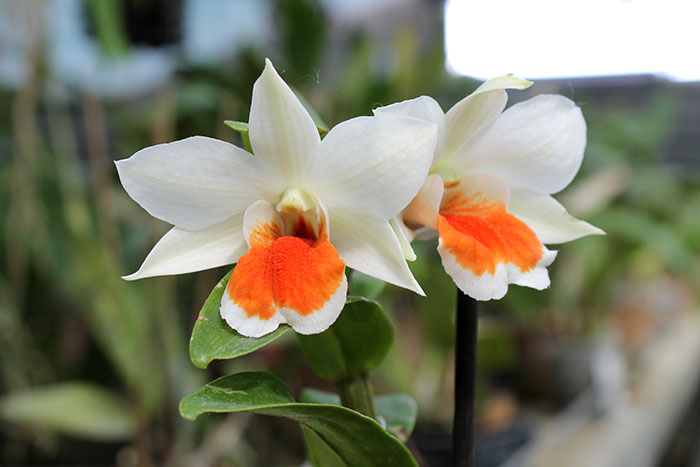 Dendrobium Dawn Marie.jpg