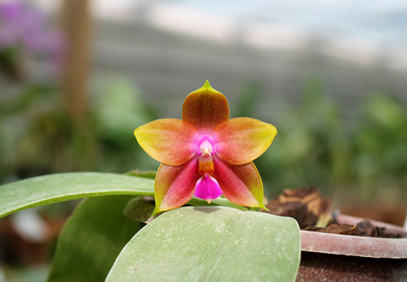 Phalaenopsis venosa red x bellina blue.jpg