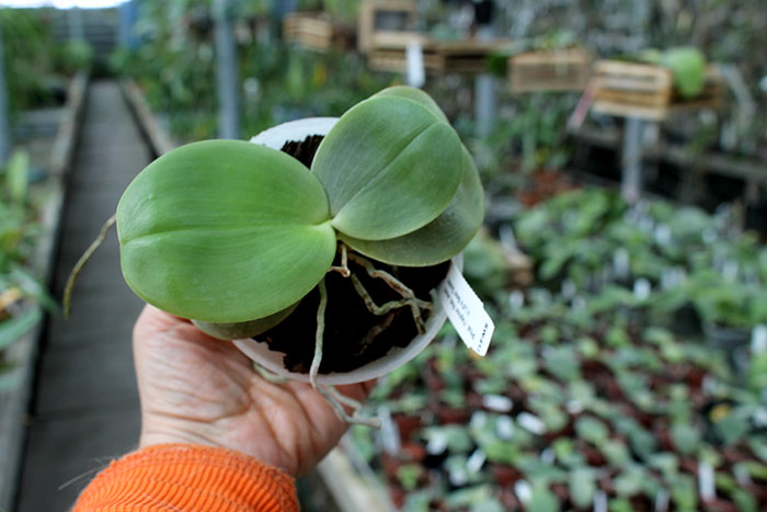 Phalaenopsis Yaphon Red Jewel x Ld's Bear Queen.jpg