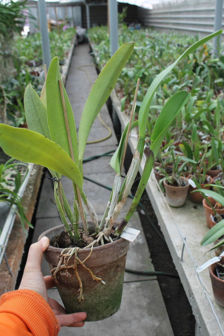 Brassolaeliocattleya Chinese Beauty 'Fire Phoenix'.jpg