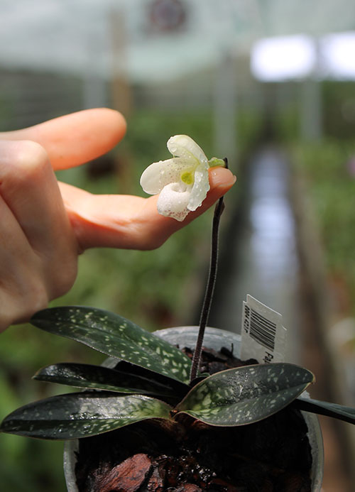 Paphiopedilum thaianum.jpg