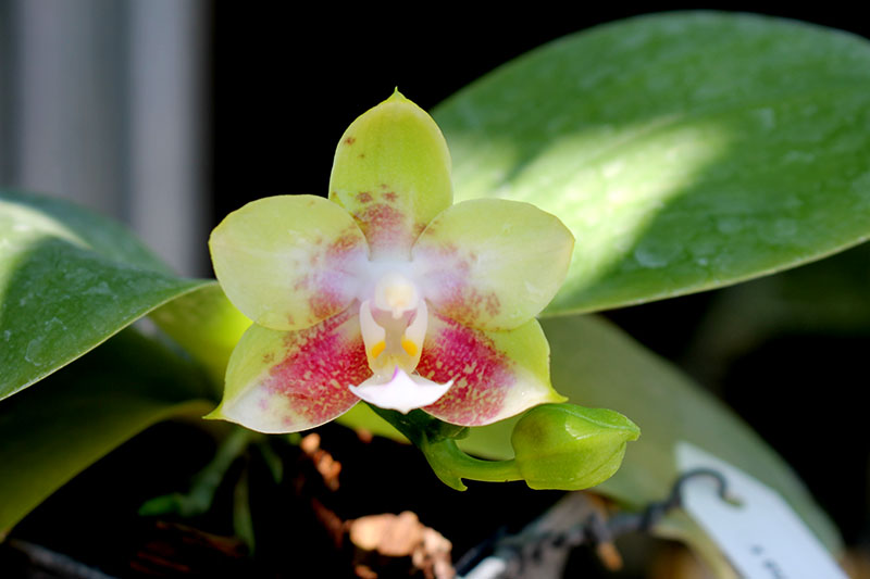 Phalaenopsis Tzu Chiang Chrisna x Phalaenopsis LD's Bear Queen.jpg