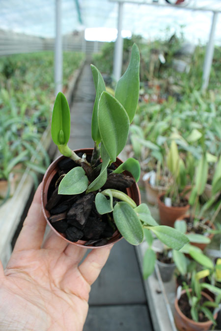 Laelia alaori oculata.jpg