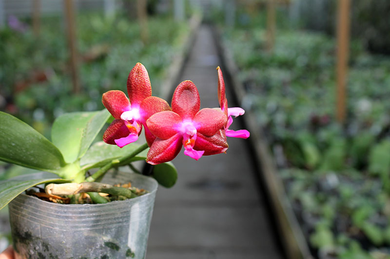 Phalaenopsis Fusheng's World 'FS'.jpg