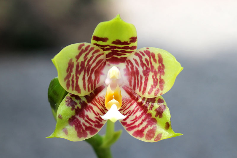 Phalaenopsis Lyndon Reflex x LD's Bear King.jpg