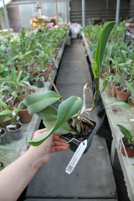 Brassocattleya Cynthia (Brassavola digbyana x Cattleya walkeriana).jpg