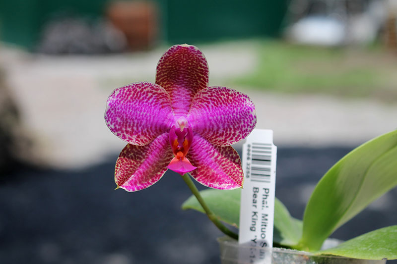 Phalaenopsis Mituo Sun 'Mituo #1' x Ld's Bear King 'YK-14'.jpg