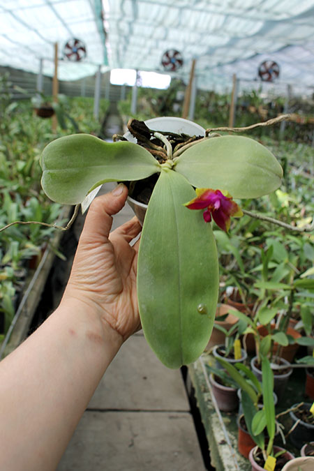 Phalaenopsis Princess Kaiulani 'Chin Yo'.jpg