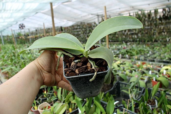 Phalaenopsis Natasha 'Aiko'.jpg