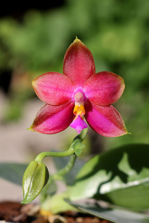 Phalaenopsis Mituo Prince x bellina.jpg