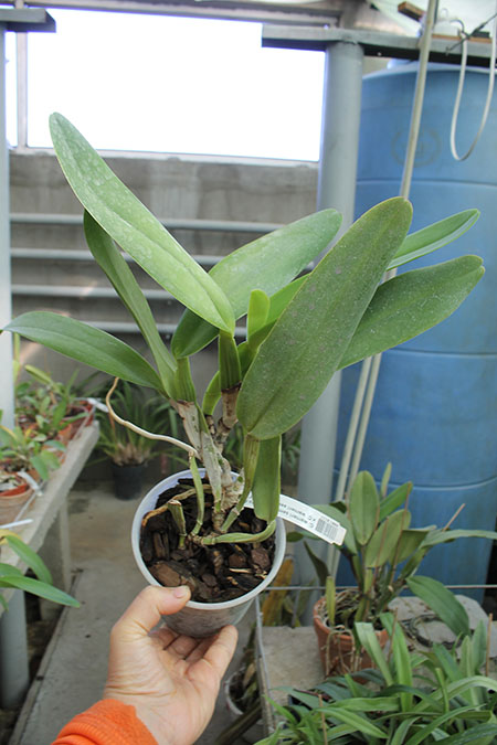 Cattleya warneri semi alba 'Pedra Azul' x Cattleya warneri semi alba 'Nr 1'.jpg