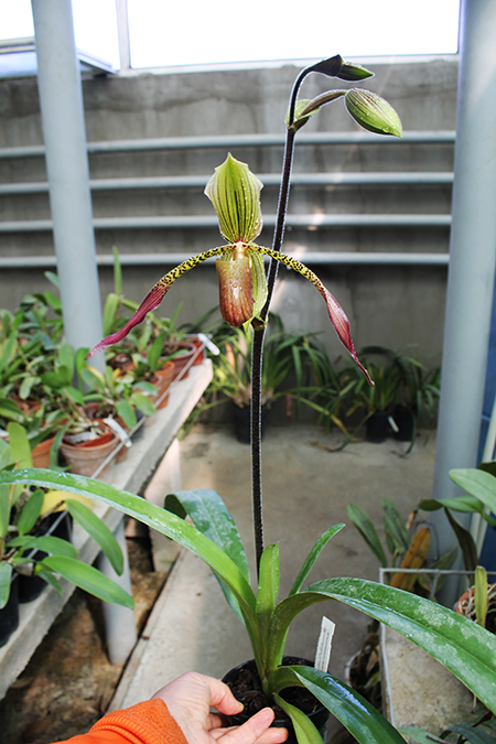 Paphiopedilum Julius Orchidfactory.jpg