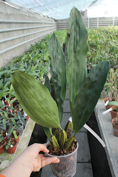 Bifrenaria tyrianthina escura 'AWZ'.jpg