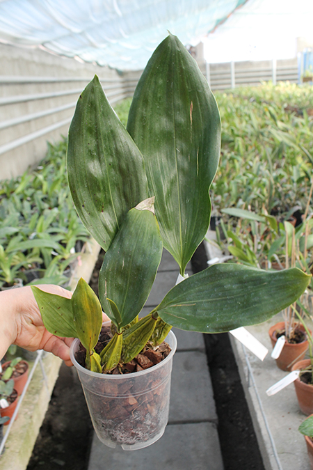 Bifrenaria tyrianthina semi alba escura '2' x tyrianthina semi alba escura '1'.jpg