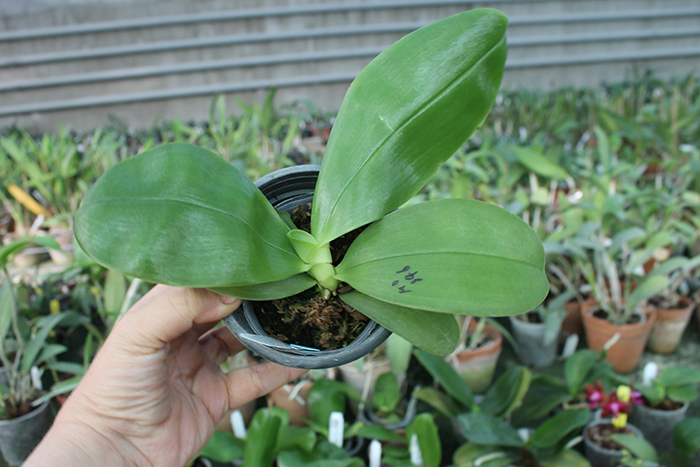 Phalaenopsis Samera 'Blue'.jpg