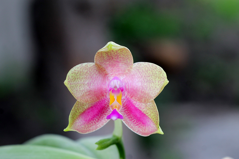 Phalaenopsis Nobby's Green Eagle x (Chang Mow Jade x Yungho Gelb Canary).jpg
