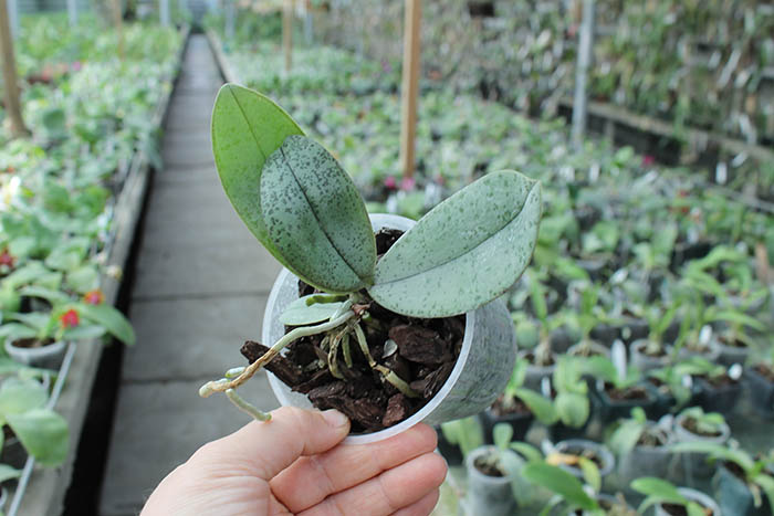 Phalaenopsis celebensis x mannii.jpg