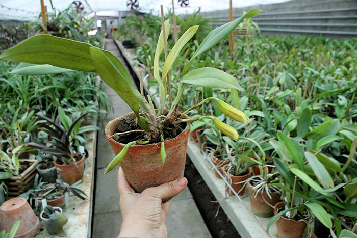 Trichopilia Senne Star (tortilis 'large' x turialbae 'alpha').jpg