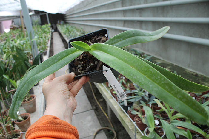 Paphiopedilum stonei.jpg