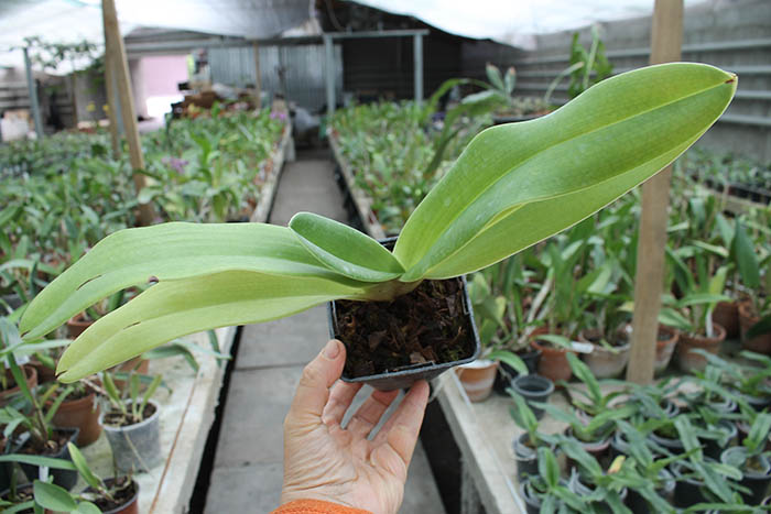 Paphiopedilum (Angel Hair x rothschildianum) x anitum 'Shih yueh'.jpg