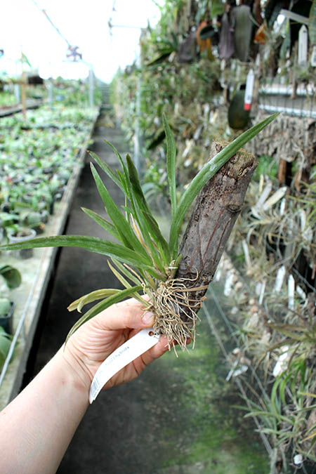 Tolumnia гибрид.jpg