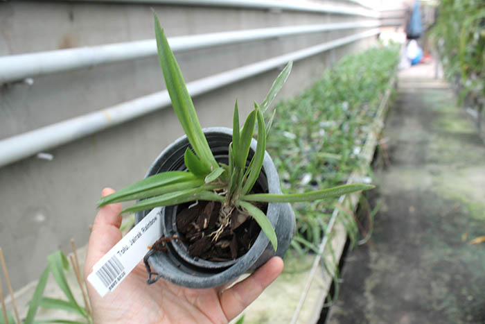 Tolumnia Jairak Rainbow 'Yellow'.jpg