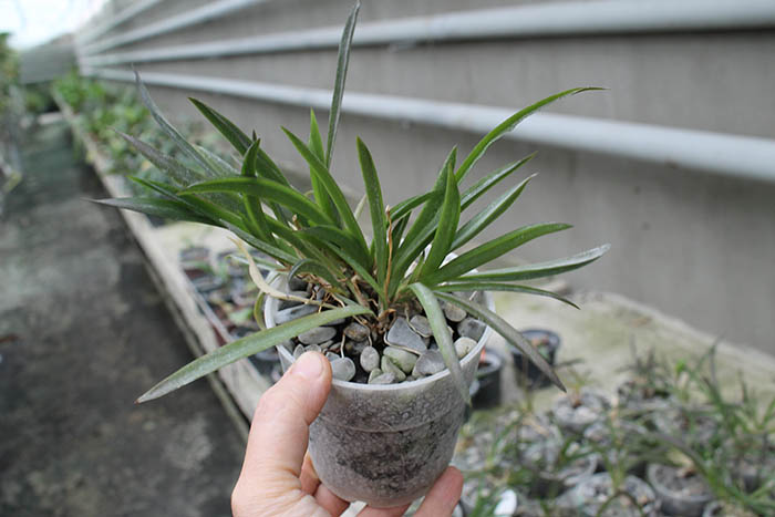 Tolumnia Jairak Rainbow 'Charming'.jpg