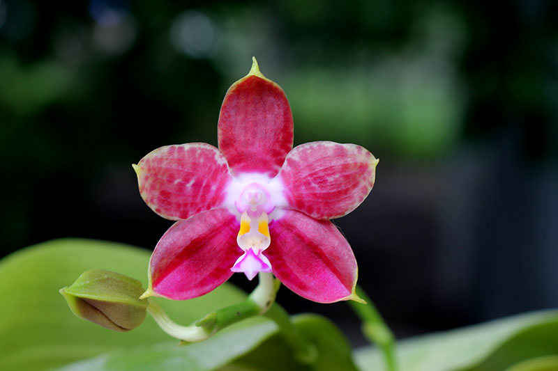 Phalaenopsis Lyndon Reflex x LD's Bear King.jpg