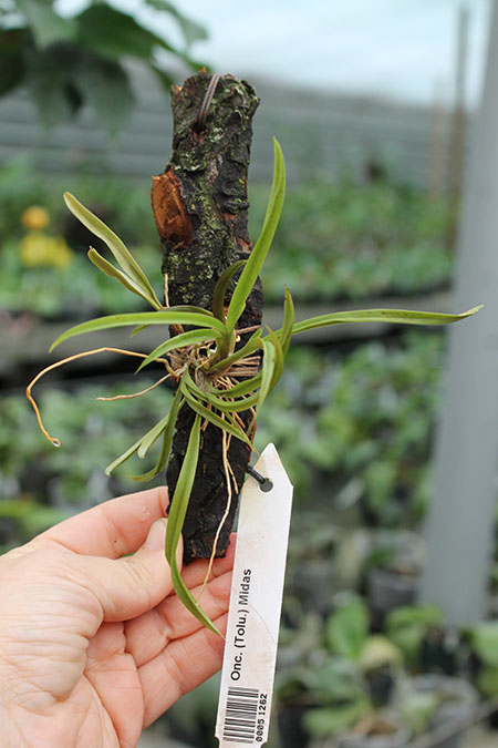 Oncidium (Tolumnia) Midas.jpg