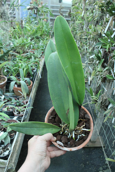 Cattleya Vestalis (maxima x dowiana).jpg