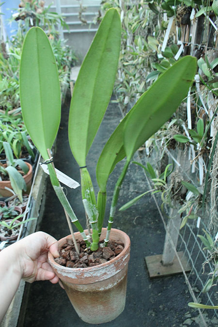 Cattleya The Pearl (rex x gaskelliana).jpg