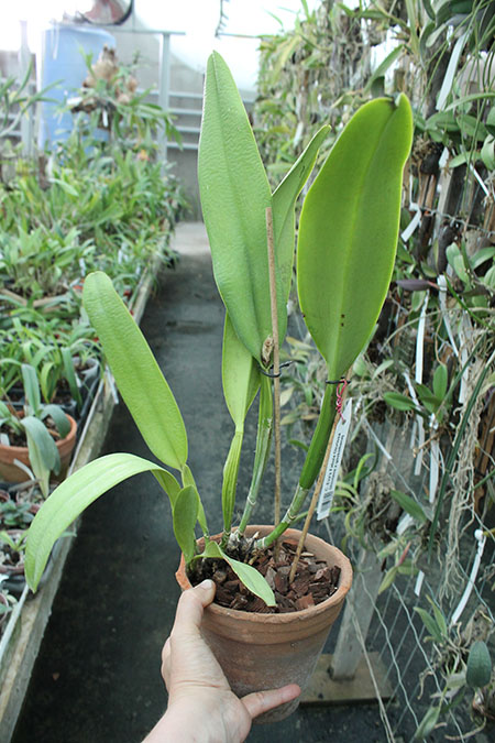 Cattleya Eva's Fabula Gloriosa (dowiana x gaskelliana).jpg