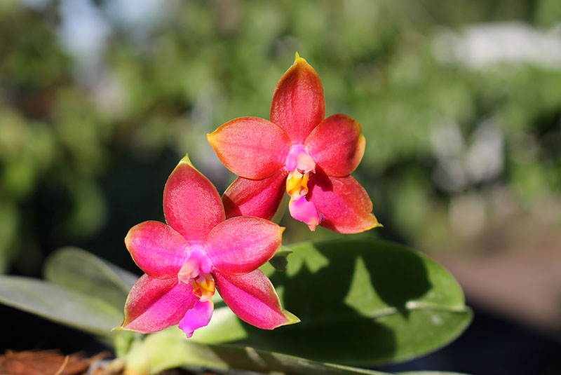 Phalaenopsis Mituo Prince x bellina.jpg