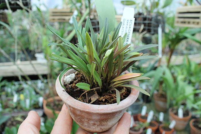 Diodonopsis pygmaea.jpg