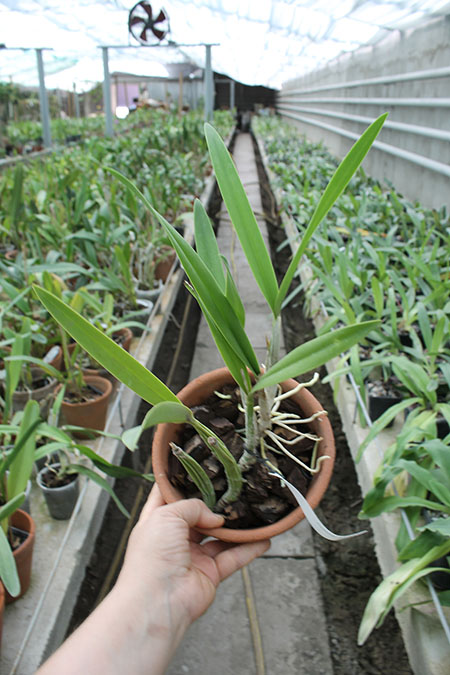 Laelia gouldiana.jpg