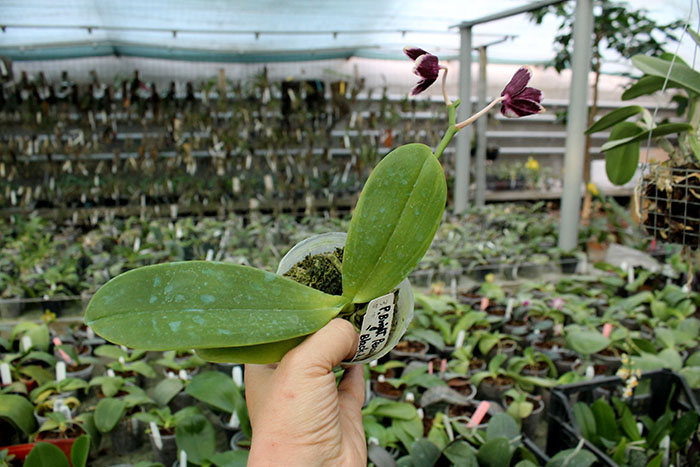 Phalaenopsis Bright Peacock 'Black &White; Chocolate'.jpg