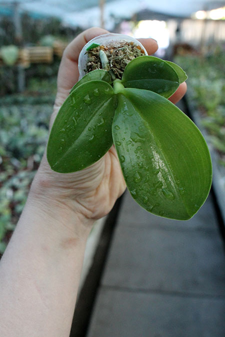 Phalaenopsis Chienlung Blood Diamond.jpg