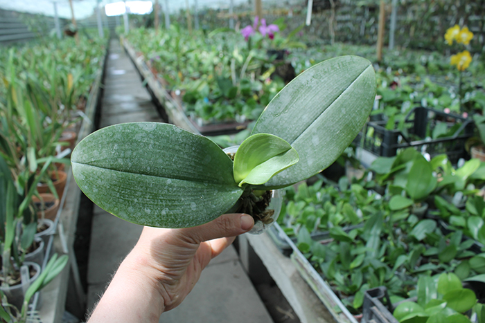 Phalaenopsis stuartiana punctatissima x mannii 'Dark'.jpg