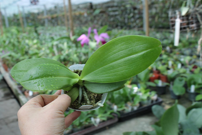 Phalaenopsis Sogo Shito x AL Redsun Queen 'Green Apple'.jpg