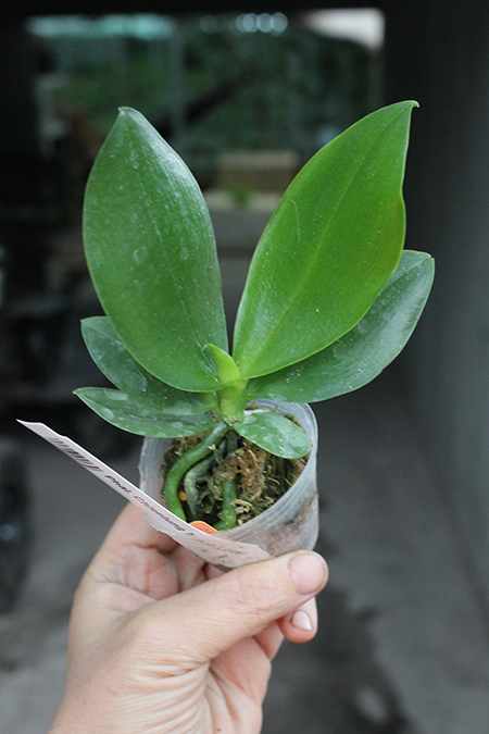 Phalaenopsis Chienlung Moon Lover.jpg