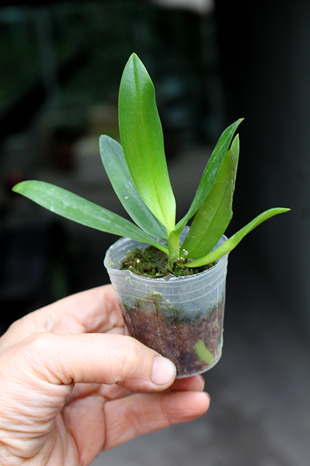 Renanthopsis Chienlung Little Cricket.jpg