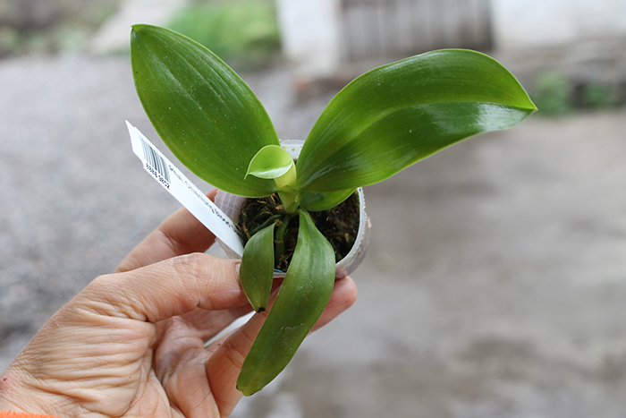 Phalaenopsis Germaine Vincent indigo type x tetraspis.jpg