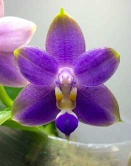 (Phalaenopsis tetraspis x speciosa) x violacea indigo.jpg