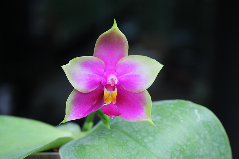 Phalaenopsis LD Emerald Bear x LD Double Dragon.jpg