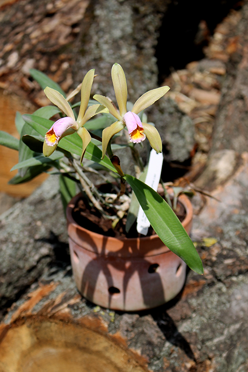 Cattleya forbesii ('Ching Hua' x 'Hsinying').jpg