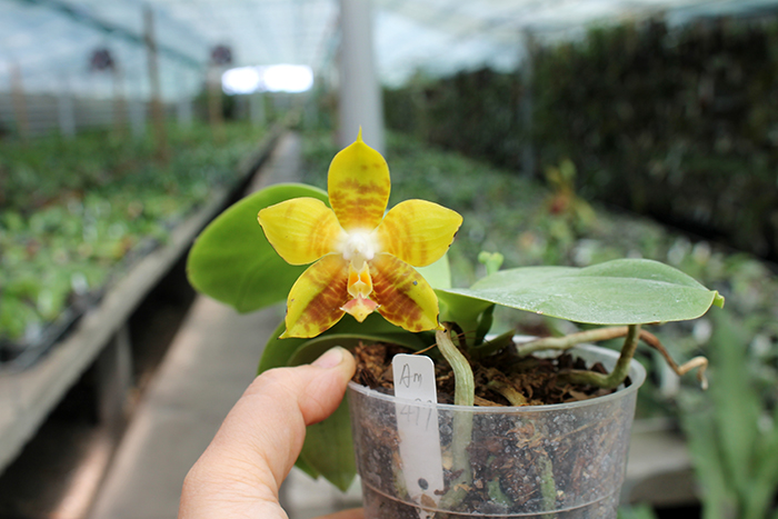 Phalaenopsis Lyndon Reflex x LD's Bear King.jpg