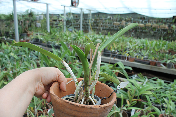 Laeliocattleya Love Knot 'Sato' (sincorana x walkeriana).jpg