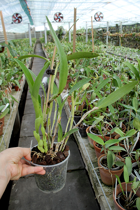 Cattleya bowringiana coerulea.jpg