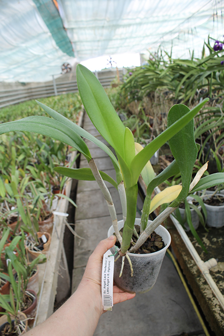 Brassocattleya Angel Lace 'Perfection' (Cattleya Little Angel x Brassavola digbyana).jpg