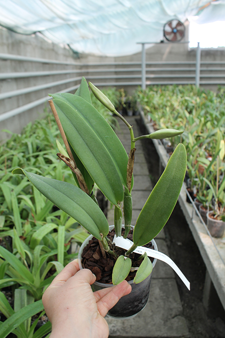 Cattleya maxima (Z-521) x maxima rubra (Z-456).jpg